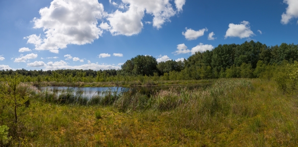 Moor bei Greifswald, das wieder vernässt wird 